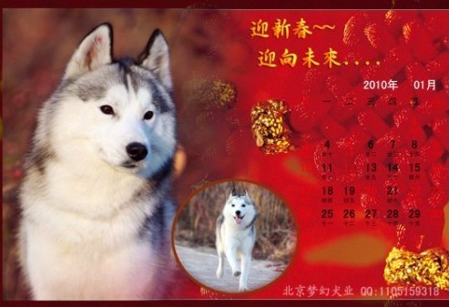 (基地哈士奇种公黄金眼直孙:奥仔)